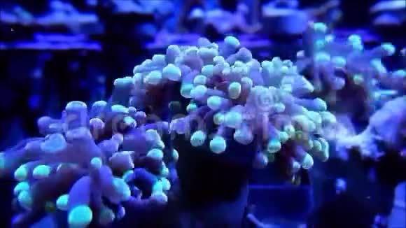 珊瑚开放时间流逝视频的预览图