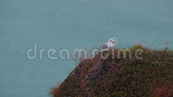 海鸥在海滨清洁羽毛观鸟观察野生动物视频的预览图