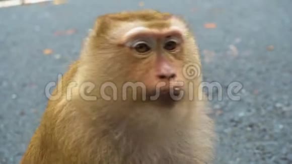 巨大的猴子脸灵长类动物的肖像视频的预览图