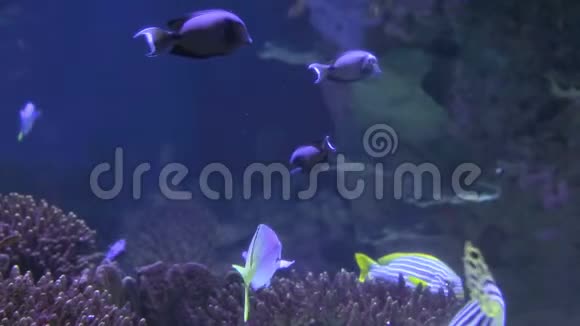 彩色热带海鱼漂浮在海底的藻类之间视频的预览图