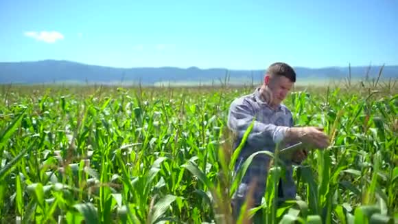 玉米地里的农夫男农对田间有机玉米植株进行质量检测视频的预览图