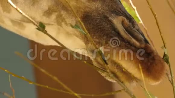 大头的长颈鹿特写吃草绿叶的枝慢慢咀嚼食物视频的预览图