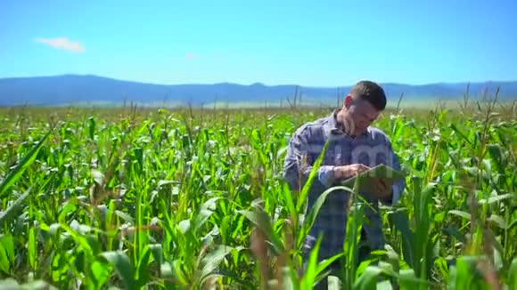 玉米地里的农夫男农对田间有机玉米植株进行质量检测视频的预览图