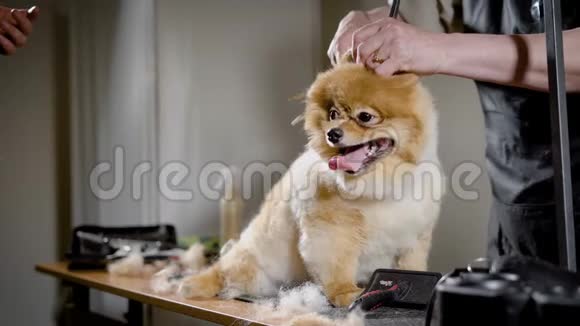 两个美容师在美容沙龙里照顾小可爱狗的头发用剪刀修剪和刷牙小狗是视频的预览图