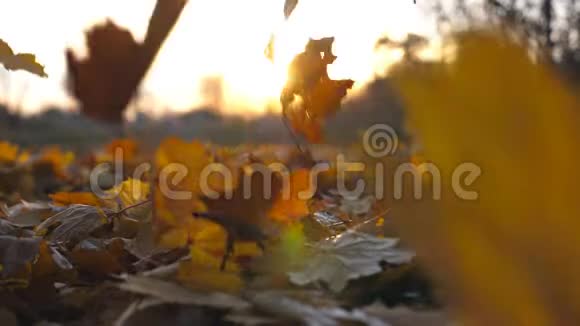 秋天公园里的黄叶落在地上阳光透过它照耀五彩缤纷的秋天美丽的风景视频的预览图