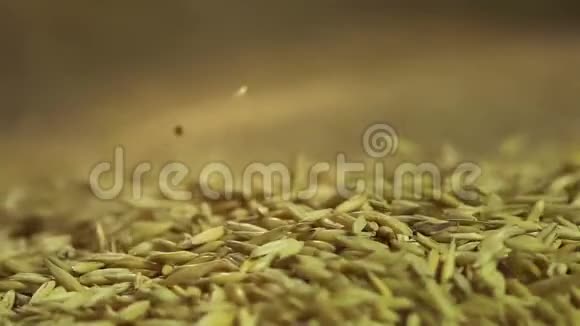 优质燕麦种子落在麻布上农产品出售视频的预览图