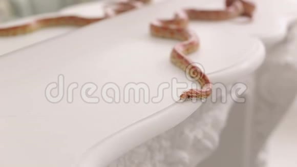 白色桌子上一条橙色蛇的特写视频的预览图