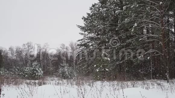 冬季森林景观视频的预览图