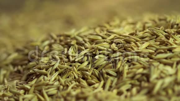 黄燕麦粒落在麻布上健康有机产品农业视频的预览图