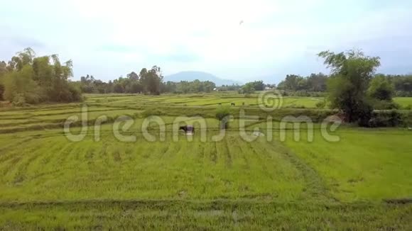 Flycam引种野牛在稻田中紧密放牧视频的预览图