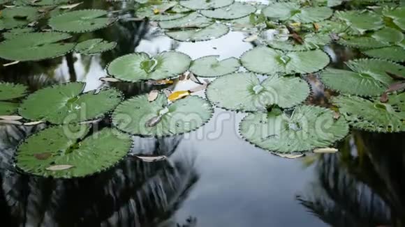 从上面漂浮的绿色百合花在平静的池塘叶子漂浮在平静的水中佛教宗教的象征视频的预览图