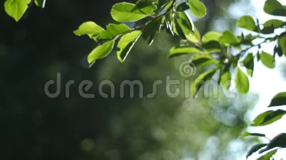 阳光穿过一棵绿叶子的树枝一个夏天温暖的早晨一个背景下的树视频的预览图