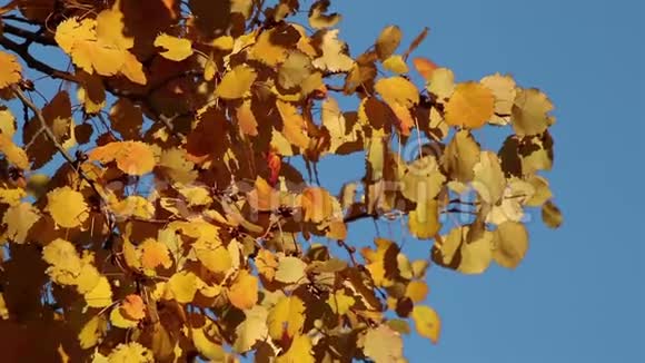 秋天的白杨树特写视频的预览图