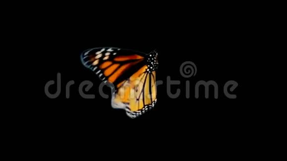 黑色背景上的特写蝴蝶视频的预览图