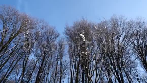 冬季森林树梢的翻拍视频的预览图