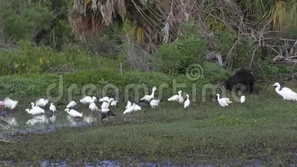 佛罗里达沼泽的涉水鸟和野猪饲料视频的预览图