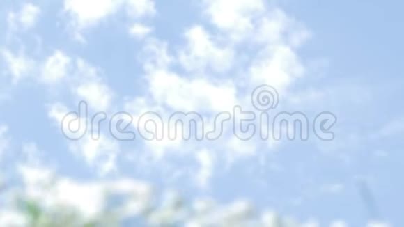 野花映衬着蔚蓝的夏日天空视频的预览图