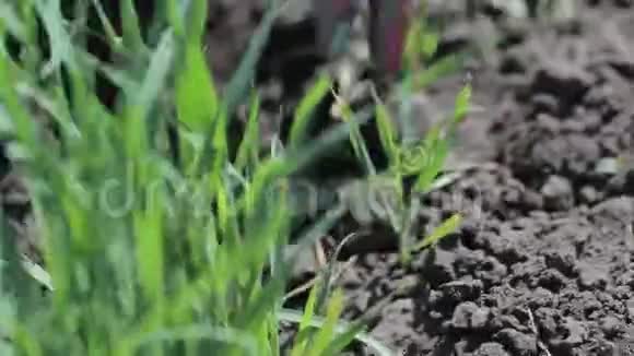 一个有彩色指甲的女孩拔杂草在蔬菜农场工作视频的预览图