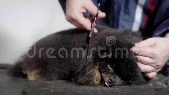 新郎在宠物沙龙为一只黑色的长毛小狗表演剪彩用剪刀将羊毛混合在一起视频的预览图