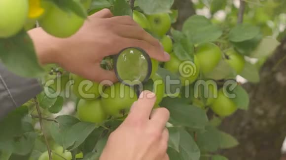 树枝上的绿苹果和农民在农场果园里的手农夫用放大镜检查苹果是否有害虫视频的预览图