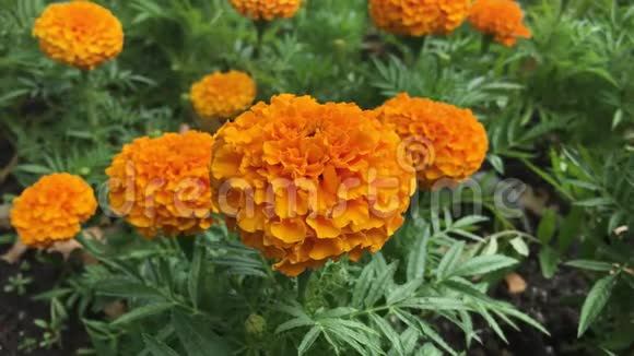 大城市花园里的橙色万寿菊视频的预览图
