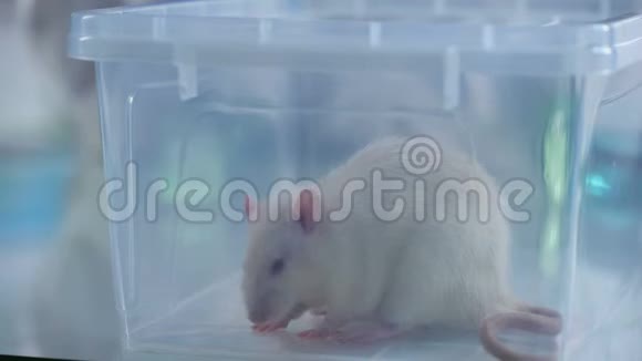 可爱的白鼠塑料盒兽医诊所服务科学实验视频的预览图