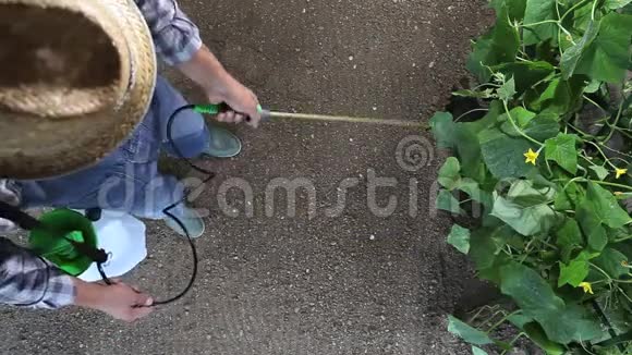 在菜园工作的男农在植物上喷洒农药俯视和复制空间视频的预览图