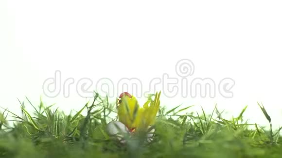 复活节假期玩具鸡坐在草地上的鹌鹑蛋上视频的预览图