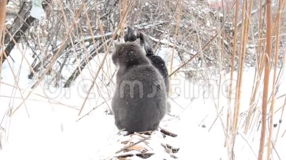 冬天两只无家可归的猫坐在暖气管道上下雪了视频的预览图