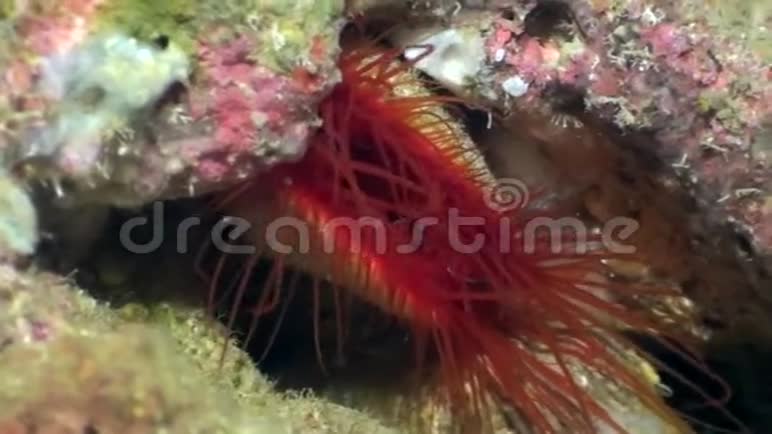 印尼珊瑚上的电子蛤蜊壳视频的预览图