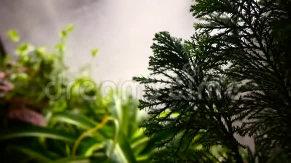 玻璃与雨滴在雨季与模糊的绿色自然植物视频的预览图