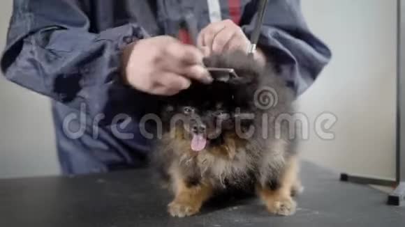 一只小而害怕的毛茸茸的狗站在桌子上新郎定期的护理中新郎正在修剪头发视频的预览图