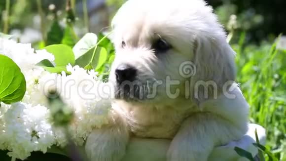 美丽的金毛猎犬小狗坐在篮子里放着大自然的花朵视频的预览图