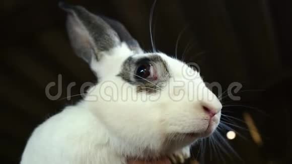 黑斑的大白兔有人抱着一只成年兔子视频的预览图