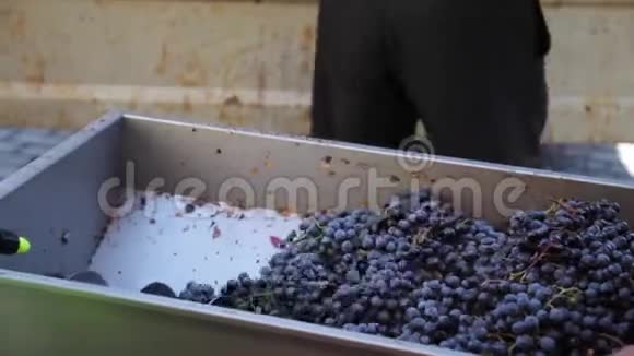 酿酒葡萄酒生产榨葡萄汁视频的预览图