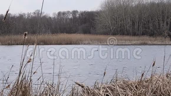 鸭子在湖上游泳视频的预览图