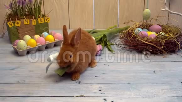 蝴蝶结复活节庆祝活动中的绒毛兔传统象征概念吃郁金香茎杆视频的预览图
