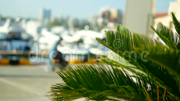 棕榈叶在模糊的背景上有白色游艇桅杆和海上船只的海港视频的预览图