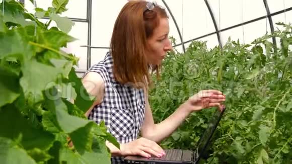 年轻的女园丁在温室里种植植物一个女孩用笔记本电脑检查西红柿和黄瓜的生长情况视频的预览图