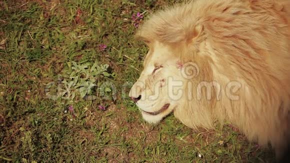在草地上睡觉的狮子视频的预览图