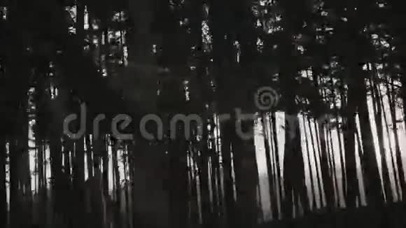 早上在森林里视频的预览图