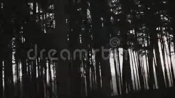 早上在森林里视频的预览图