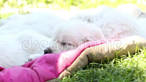 美丽的金毛猎犬小狗睡在大自然中视频的预览图