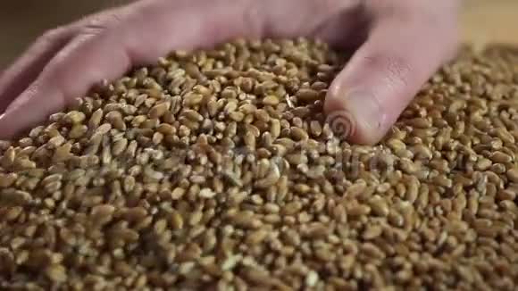 农民享受他的工作成果检查小麦品质有机食品视频的预览图