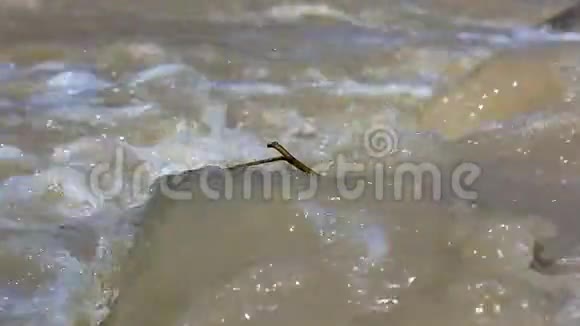 泥泞的河流从山上流过视频的预览图