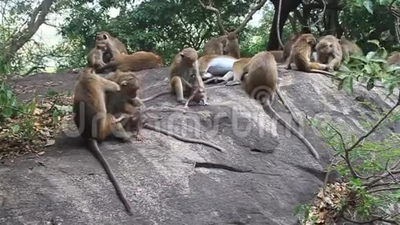 丹布拉洞寺附近的猕猴视频的预览图