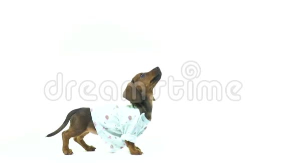 达克斯猎犬的小狗用后腿站起来跳跃视频的预览图