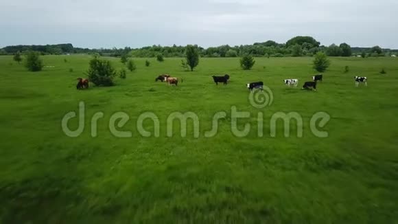 带着吃草的奶牛飞过绿野乡村景观的空中背景以不同速度射击正常视频的预览图