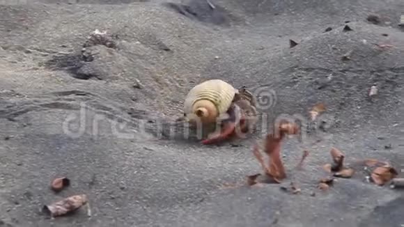 卡乎塔国家公园的隐蟹视频的预览图
