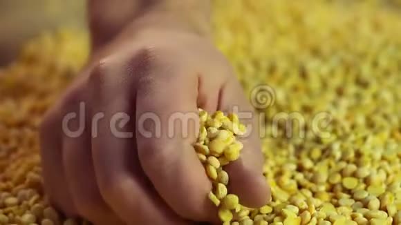 男性手小心接触豌豆干粒检查加工产品质量视频的预览图